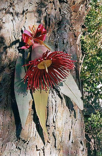red-flowering-gum-2.jpg