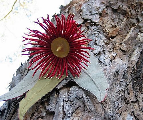 Flowering gum