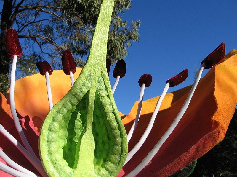 cross-section-flower-6.jpg