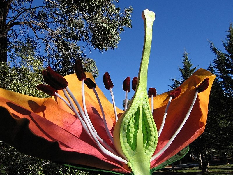 cross-section-flower-9.jpg