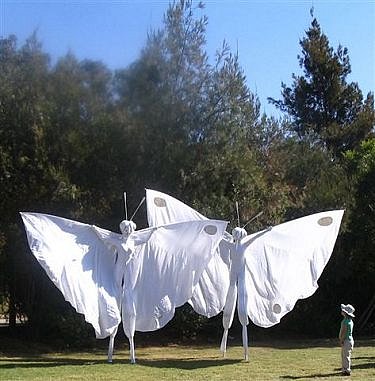 butterflies.jpg